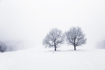 Winter landscape with trees on a snow covered field