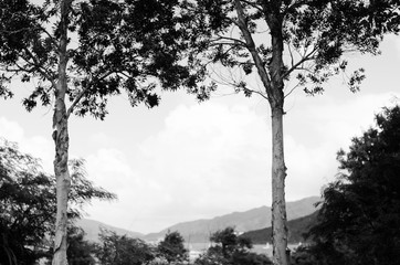 Black and white: tree