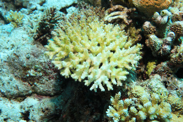 Fototapeta na wymiar Coral bleaching