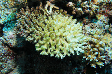 Fototapeta na wymiar Bleached stony coral