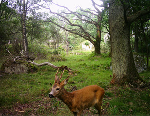 Swedish Roebuck