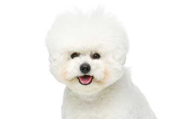 beautiful bichon frisee dog