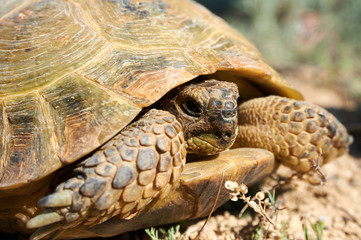 The desert tortoise. The desert tortoises live about 50 to 80 years; they grow slowly and generally...