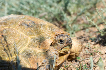 The desert tortoise. The desert tortoises live about 50 to 80 years; they grow slowly and generally have low reproductive rates. They spend most of their time in burrows, rock shelters, and pallets to