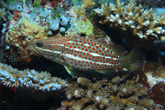 Slender grouper fish