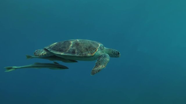 Young female Green Sea Turtle (Chelonia mydas) with Remora fish (Echeneis naucrates) swims in the blue water, Red sea, Marsa Alam, Abu Dabab, Egypt
