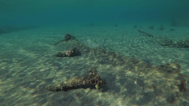 Strong-spined Silver-biddy (Gerres longirostris) swims on the wreck wooden fishing boat lies in shallow water, on a sandy bottom in the port, Red sea, Egypt
