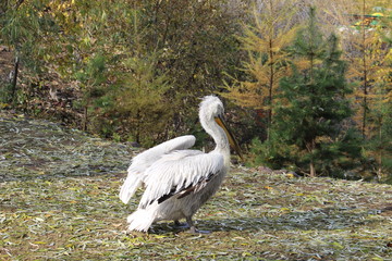 Pelican in the zoo. Pelican at the zoo sitting on the dry grass on the ground. Without the enclosure. It spreads its wings. The bird sits sideways and from behind.
