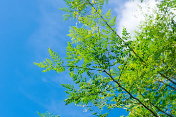 green leaves tree background on blue sky