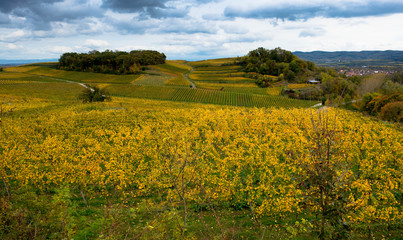 Weinberge im Kaiserstuhl
