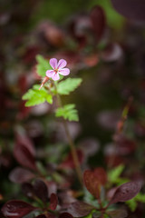Ruprechtskraut (Stinkender Storchschnabel) angeleuchtet im Unterholz