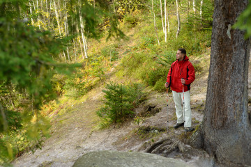 Fototapeta premium A wanderer with trekking poles walks in the woods in the outdoor