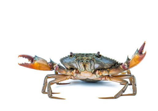 Scylla serrata. Mud crab isolated on white background. Raw materials for seafood restaurant concept. Live giant mud crab with big claw. Alive mud crab. Crustacean shellfish food allergen concept.