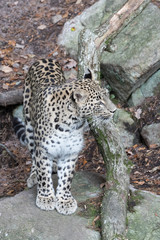 Obraz premium Leopard