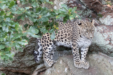 Leopard