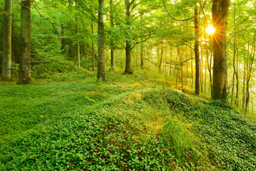 Wild Natural Forest at Sunrise, the Sun is Shining through the Trees