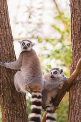 Portrait of two ring-tailed lemur (lemur catta) on tree branches
