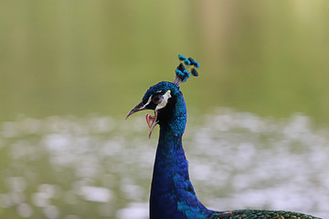Naklejka premium Peacock profile closeup with a crest on the head and open mouth. Standing by the pool. It is eating foods such as seeds, insects and small animals.