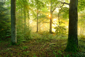 Wild Natural Forest at Sunrise, the Sun is Shining through Fog