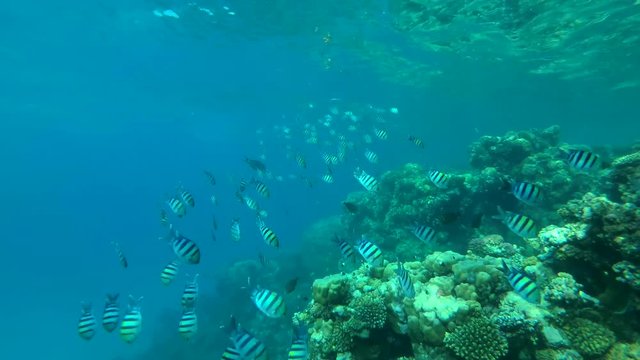  school of Indo-Pacific sergeant (Abudefduf vaigiensis) swims over coral reef, Red sea, Marsa Alam, Abu Dabab, Egypt
