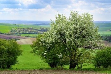 Beautiful fairytale landscape. Blooming tree in the spring.  Moravian Tuscany.