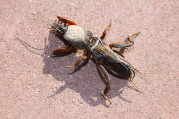 Gryllotalpa on the garden tile