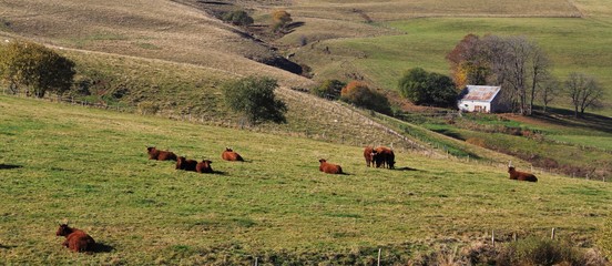 vaches salers à l'estive en Auvergne en fin d'été
