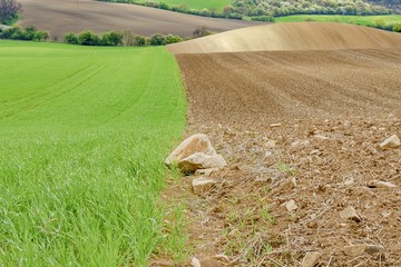 Obraz premium Very beautiful landscapes on south Moravia, so called Moravian Tuscany. Amazing colors in almost every season and great lines and curves. Moravian Tuscany, South Moravia, Czech Republic.