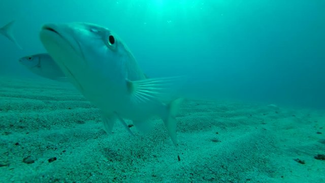 Curious fish poses for the camera looking into the lens. Selfies for fish. Strong-spined Silver-biddy, Gerres longirostris. Red sea, Marsa Alam, Abu Dabab, Egypt