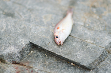 Catching Fishes by fishing in waterfront