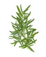 Rosemary isolated on white background