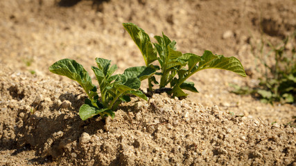 Potato Plants