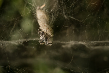 Spider is hanging in the net at the prey