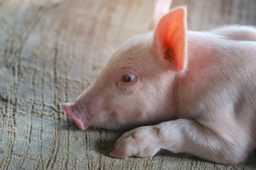 Piglet waiting feed in the farm. Pig indoor on a farm yard in Thailand. swine in the stall. Close up eyes and blur. Portrait animal.