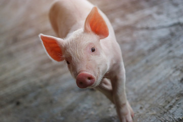 Piglet waiting feed in the farm. Pig indoor on a farm yard in Thailand. swine in the stall. Close up eyes and blur. Portrait animal. © krumanop