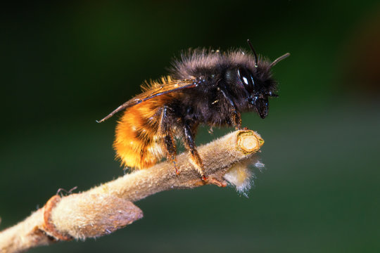  Wild solitary bee Osmia cornuta