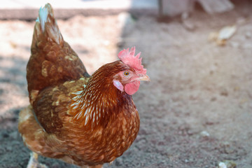A flock of chickens waiting feed in stall at the farm. Hen indoor on a farm yard in Thailand. Close up eyes and blur background. Portrait animal. (Rhode Island Red)