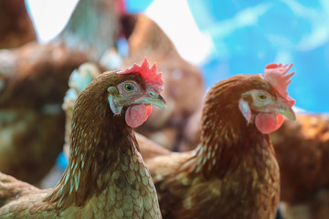 A flock of chickens waiting feed in stall at the farm. Hen indoor on a farm yard in Thailand. Close up eyes and blur background. Portrait animal. (Rhode Island Red)
