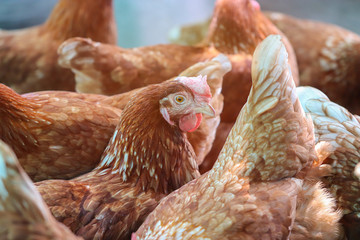 A flock of chickens waiting feed in stall at the farm. Hen indoor on a farm yard in Thailand. Close up eyes and blur background. Portrait animal. (Rhode Island Red)