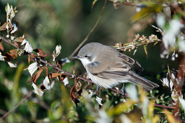 Lesser Whitethroat (Sylvia curruca).