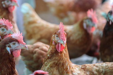 A flock of chickens waiting feed in stall at the farm. Hen indoor on a farm yard in Thailand. Close up eyes and blur background. Portrait animal. (Rhode Island Red)