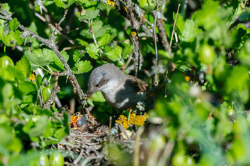 Sylvia curruca. The nest of the Lesser Whitethroat in nature.