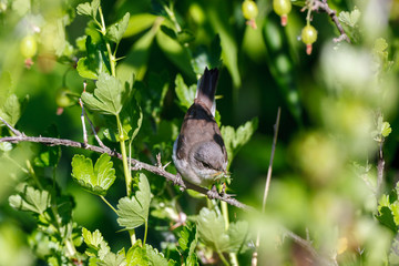 Sylvia curruca. The nest of the Lesser Whitethroat in nature.
