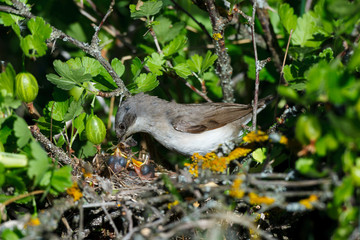 Sylvia curruca. The nest of the Lesser Whitethroat in nature.