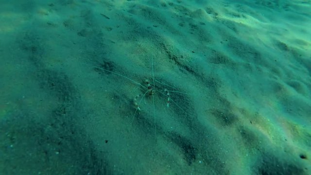 Banded Coral Shrimp (Stenopus hispidus) on sandy bottom, Red sea, Marsa Alam, Abu Dabab, Egypt
