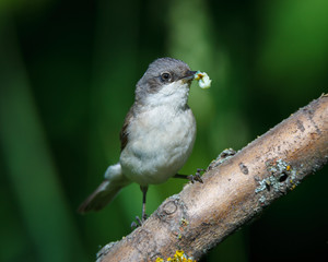 Sylvia curruca. The Lesser Whitethroat in nature.