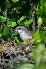Sylvia curruca. The nest of the Lesser Whitethroat in nature.