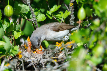 Sylvia curruca. The nest of the Lesser Whitethroat in nature.