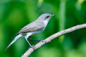 Sylvia curruca. The Lesser Whitethroat in nature.