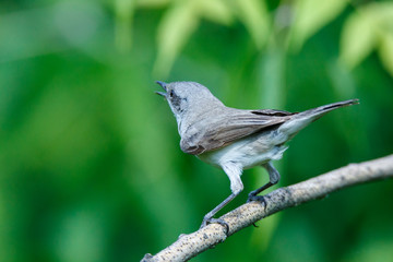Sylvia curruca. The Lesser Whitethroat in nature.